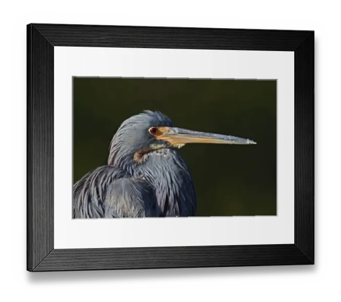 Framed Print : USA, North America, Florida Framed Print : USA, North America, Florida