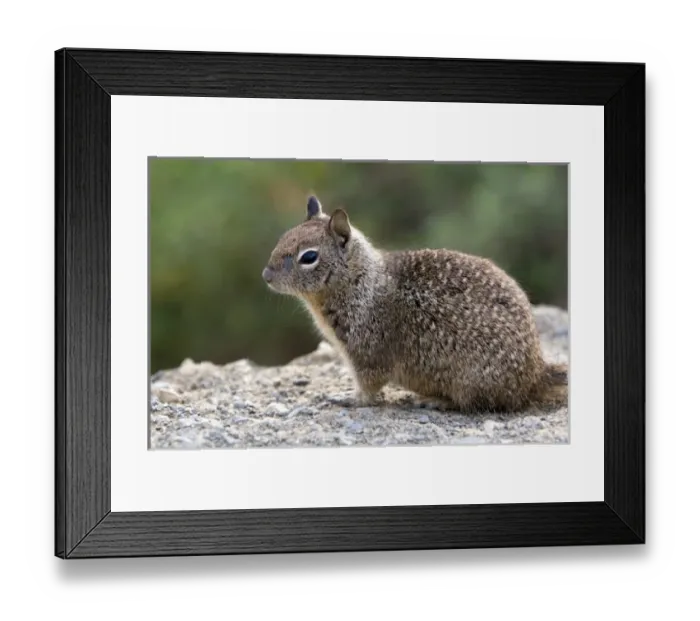 Framed Print : California Ground Squirrel in Southern California, USA Framed Print : California Ground Squirrel in Southern California, USA