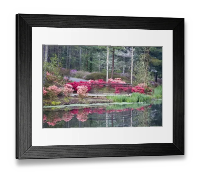 Framed Print : USA, Georgia, Pine Mountain. Viewing area by lake surrounded by azaleas