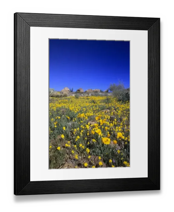 Framed Print : Desert poppies Arizona, USA