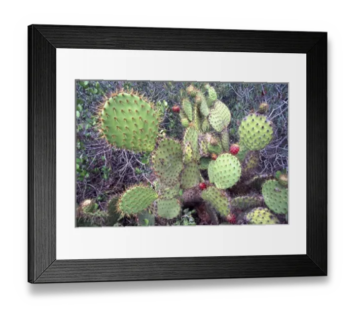 Framed Print : USA, North America, California Framed Print : USA, North America, California