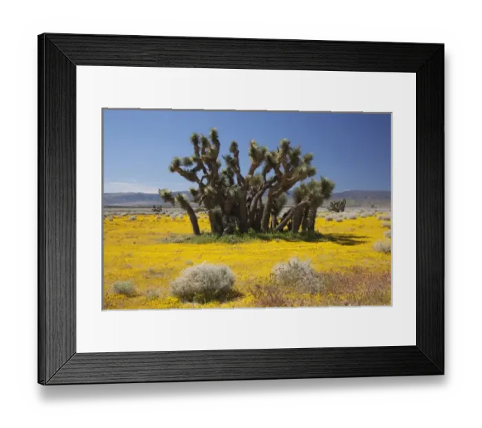 Framed Print : USA, North America, California Framed Print : USA, North America, California