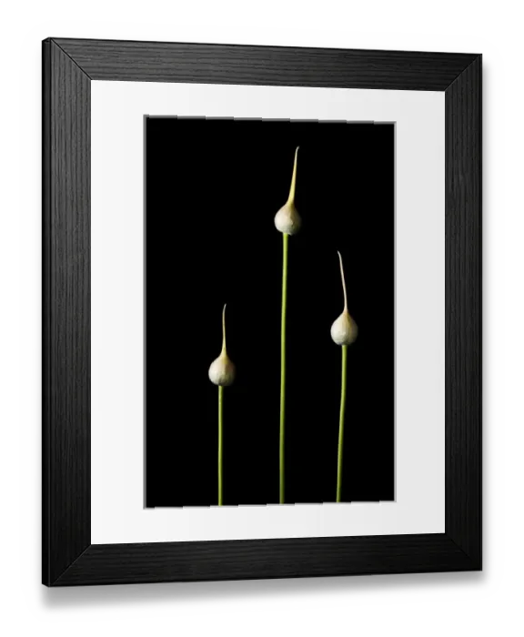 Framed Print : Elephant garlic, Allium ampeloprasum, California Framed Print : Elephant garlic, Allium ampeloprasum, California