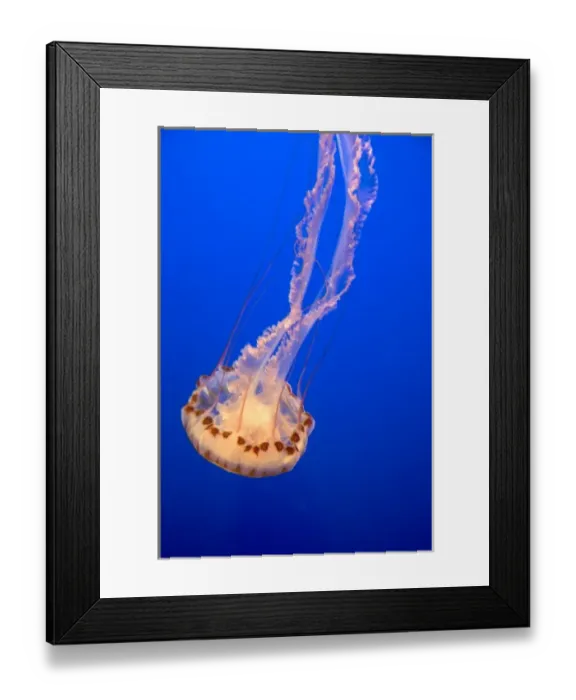 Framed Print : Jellyfish display at the Monterey Bay Aquarium in Monterey, California Framed Print : Jellyfish display at the Monterey Bay Aquarium in Monterey, California