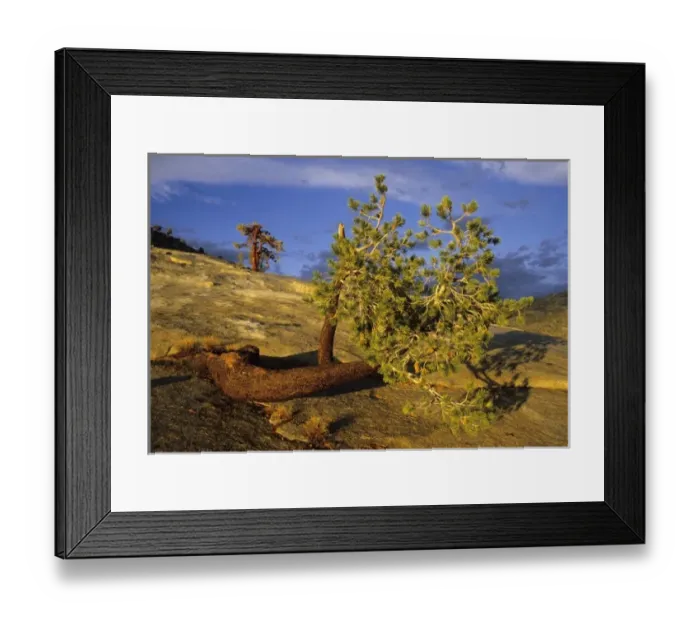 Framed Print : Jeffrey Pine tree, (Pinus jeffreyi), prostrate form, 8000, Yosemite National Park, California Framed Print : Jeffrey Pine tree, (Pinus jeffreyi), prostrate form, 8000, Yosemite National Park, California