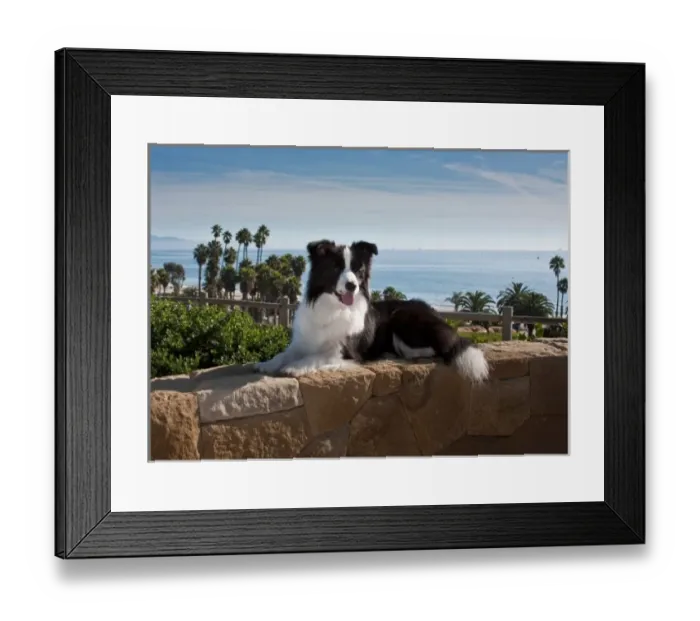 Framed Print : A Border Collie lying on a sandstone rock wall overlooking the Pacific Ocean Framed Print : A Border Collie lying on a sandstone rock wall overlooking the Pacific Ocean