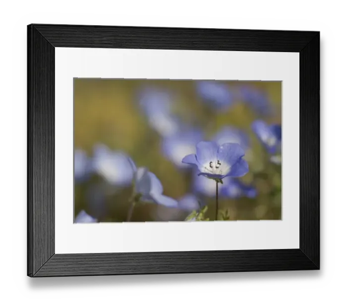 Framed Print : baby blue-eyes in bloom, Central Coast, Paso Robles, California Framed Print : baby blue-eyes in bloom, Central Coast, Paso Robles, California