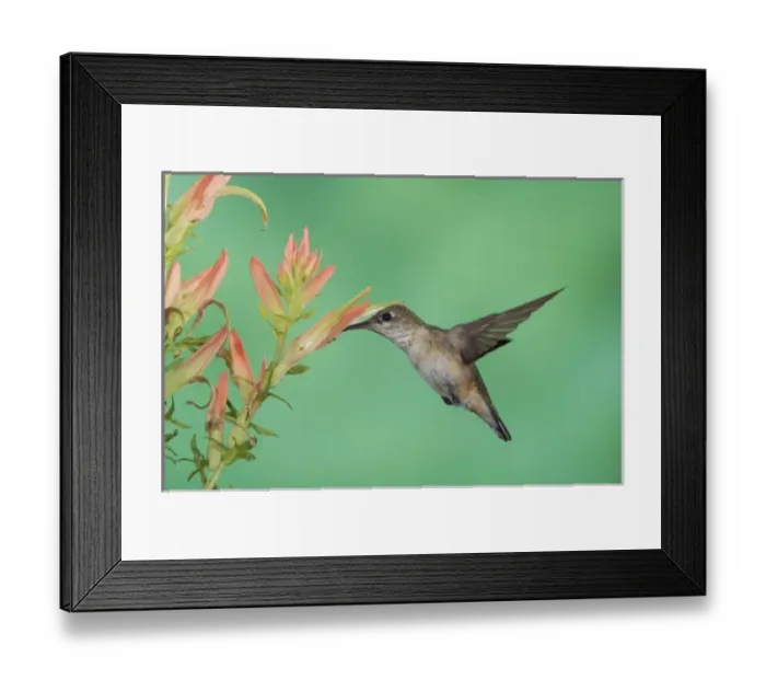 Framed Print : Rufous Hummingbird, Selasphorus rufus, immature in flight feeding on paintbrush flower Framed Print : Rufous Hummingbird, Selasphorus rufus, immature in flight feeding on paintbrush flower