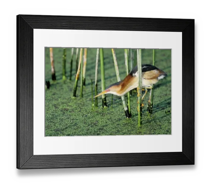 Framed Print : USA, Florida. Least bittern grasps reed while searching for prey in marsh water Framed Print : USA, Florida. Least bittern grasps reed while searching for prey in marsh water