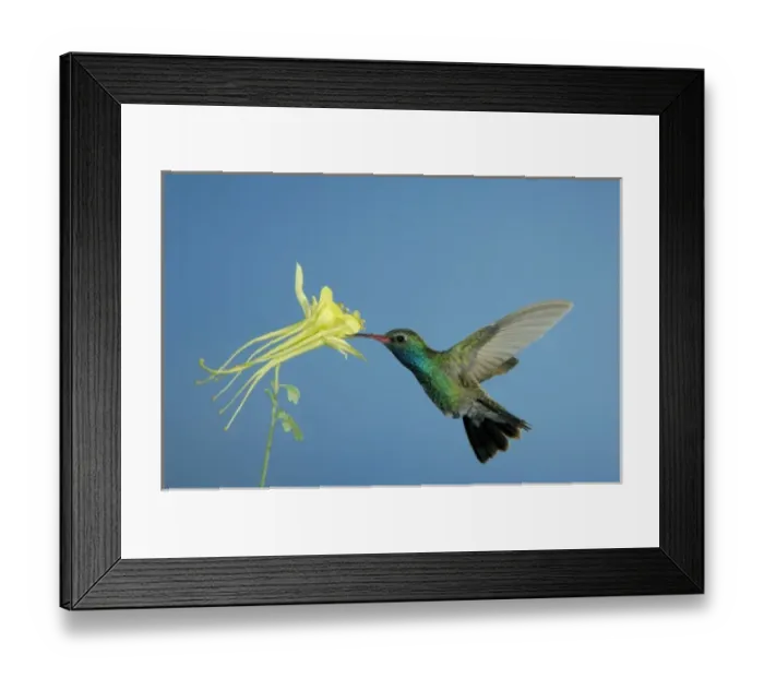 Framed Print : Male feeding on longspur columbine (Aquilegia longissima), Madera Canyon, Arizona, USA
