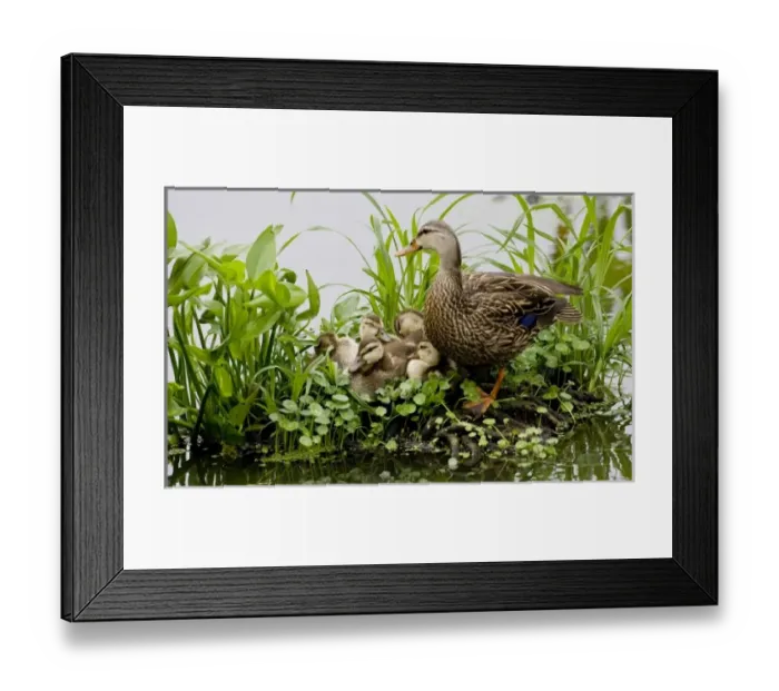 Framed Print : USA, North America, Florida Framed Print : USA, North America, Florida