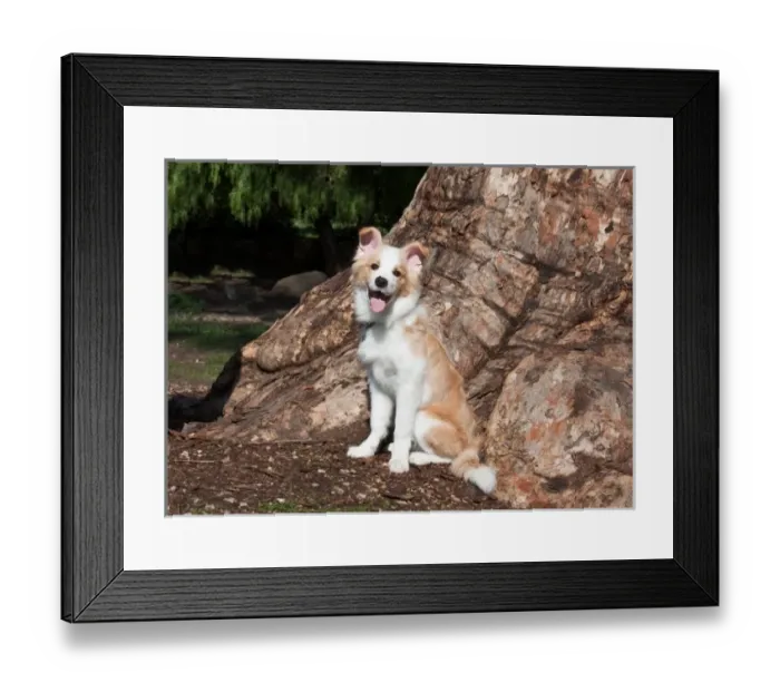 Framed Print : A Border Collie puppy sitting under a Eucalyptus Tree Framed Print : A Border Collie puppy sitting under a Eucalyptus Tree