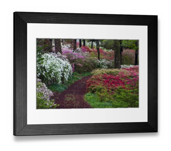 Framed Print : USA, Georgia, Callaway Gardens. Pathway through trees and flowering bushes Framed Print : USA, Georgia, Callaway Gardens. Pathway through trees and flowering bushes