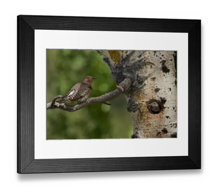 Framed Print : USA, North America, Colorado Framed Print : USA, North America, Colorado