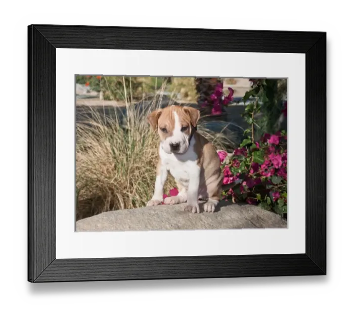 Framed Print : USA, North America, California Framed Print : USA, North America, California