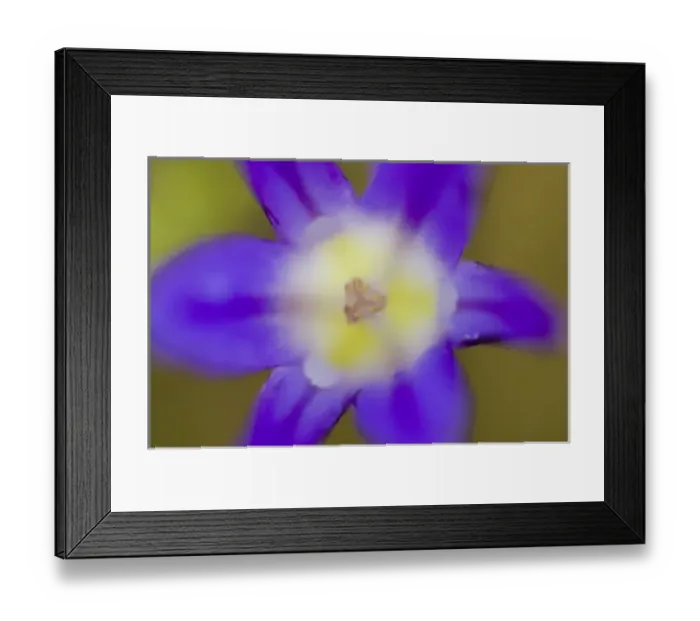 Framed Print : Floral abstract, Lafayette Reservoir, Lafayette, California Framed Print : Floral abstract, Lafayette Reservoir, Lafayette, California