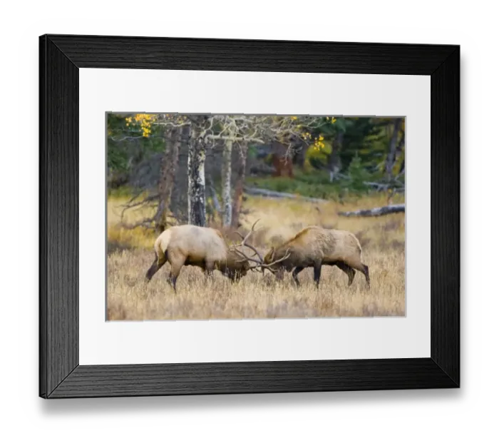 Framed Print : USA, North America, Colorado