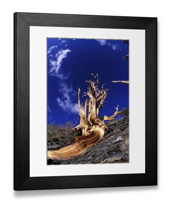 Framed Print : North America, USA, California, White Mountains. Bristlecone pines Framed Print : North America, USA, California, White Mountains. Bristlecone pines