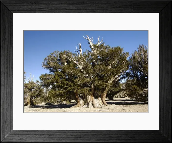 Framed Print : USA, California, White Mountains, The Patriarch, worlds largest and oldest bristlecone