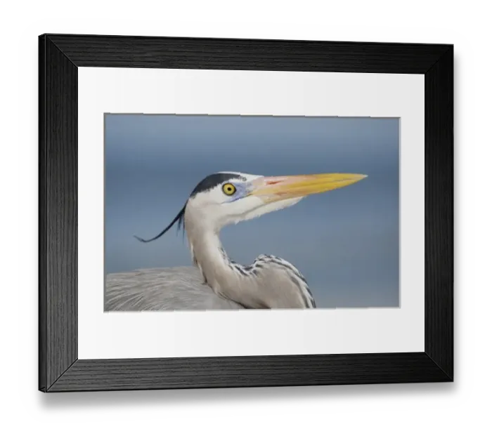 Framed Print : USA, Florida, Sanibel. Portrait of great blue heron in breeding plumage Framed Print : USA, Florida, Sanibel. Portrait of great blue heron in breeding plumage