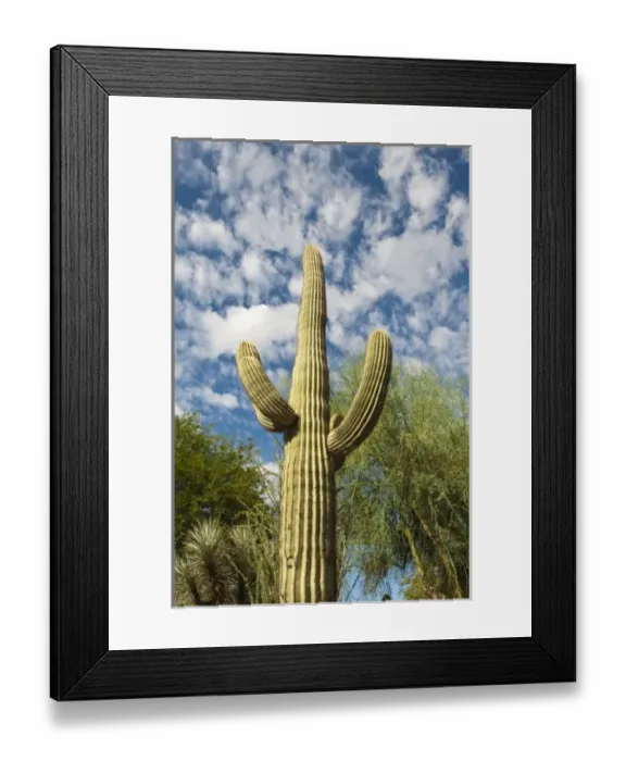 Framed Print : USA, North America, Arizona Framed Print : USA, North America, Arizona