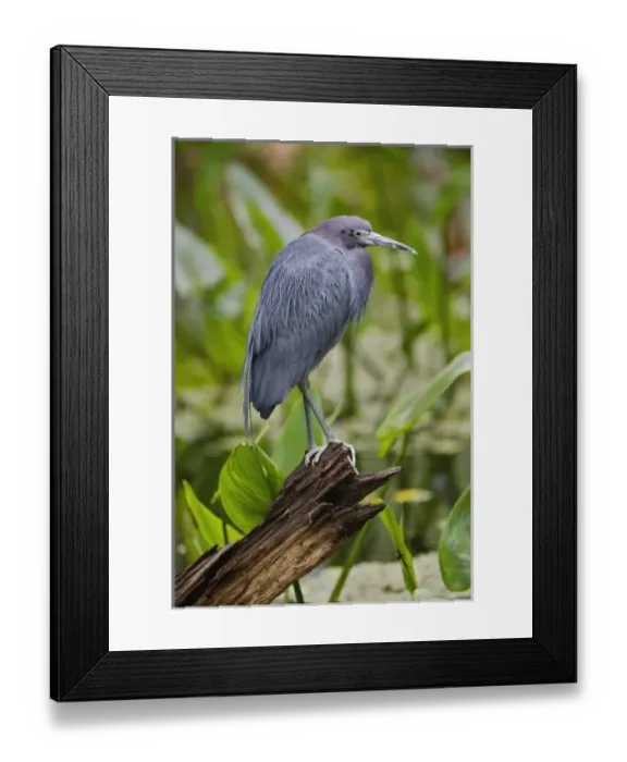 Framed Print : USA, North America, Florida Framed Print : USA, North America, Florida