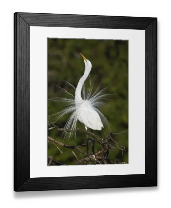 Framed Print : Great Egret displaying breeding plumes, Casmerodius albus, Venice, Florida Framed Print : Great Egret displaying breeding plumes, Casmerodius albus, Venice, Florida