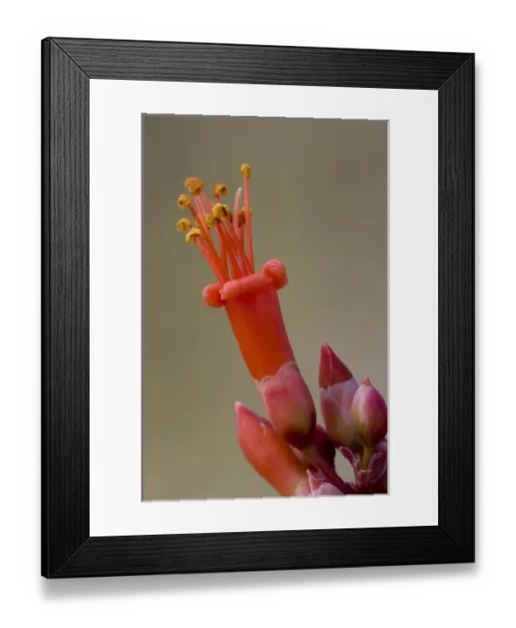 Framed Print : Ocotillo Cactus Flower, Fonquieria splendens, Sonoran Desert, High Desert Park, Bureau Framed Print : Ocotillo Cactus Flower, Fonquieria splendens, Sonoran Desert, High Desert Park, Bureau