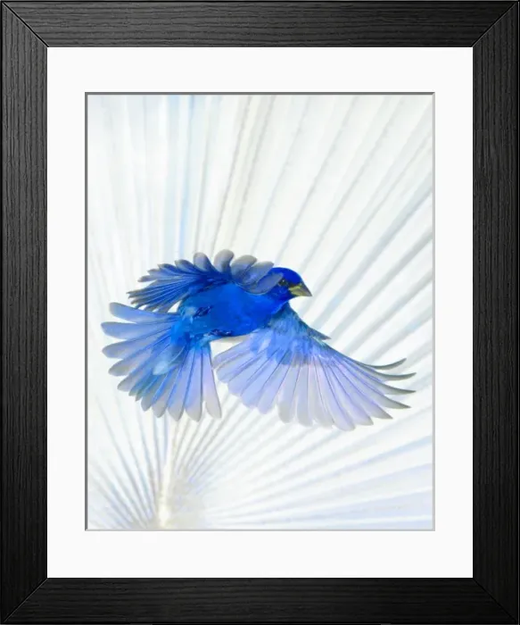 Framed Print : USA, Florida, Immokalee, Indigo Bunting flying, Bismarck Palm background Framed Print : USA, Florida, Immokalee, Indigo Bunting flying, Bismarck Palm background