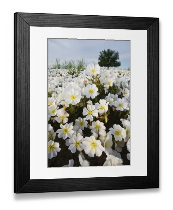Framed Print : Prairie Evening Primrose (Oenothera albicaulis) in the Pawnee National Grasslands Framed Print : Prairie Evening Primrose (Oenothera albicaulis) in the Pawnee National Grasslands