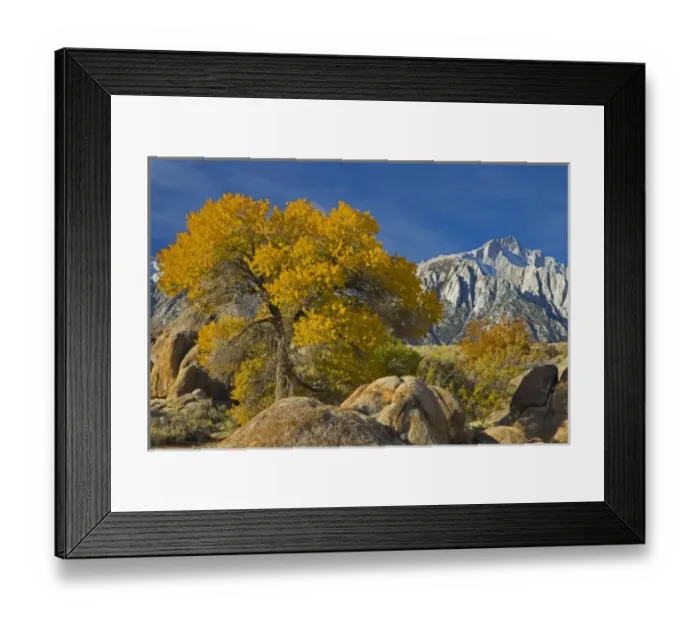 Framed Print : Fall Color on Cottonwoods with backdrop of the Eastern Sierra Mountains = Alabama Framed Print : Fall Color on Cottonwoods with backdrop of the Eastern Sierra Mountains = Alabama