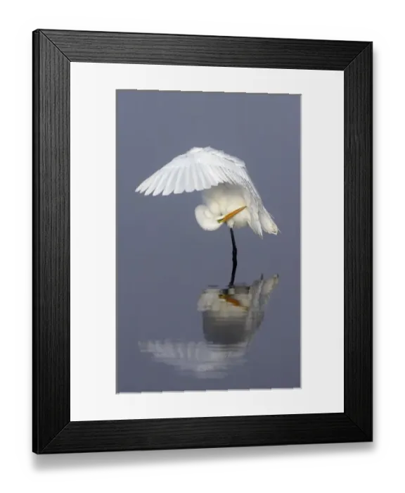Framed Print : North America, USA, Florida, Merritt Island, a solitary great egret gracefully bending