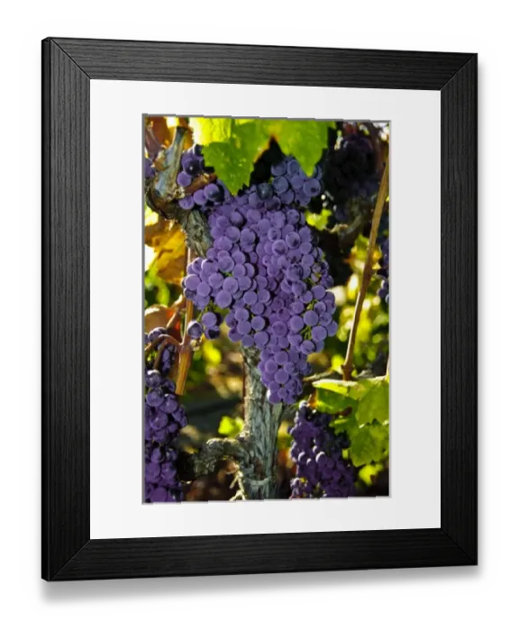 Framed Print : USA, California, Sonoma, Healdsburg. Sonoma grapes ready for crush Framed Print : USA, California, Sonoma, Healdsburg. Sonoma grapes ready for crush