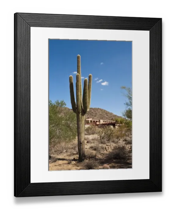 Framed Print : Scottsdale, Arizona. Saguaro cactus at Taliesin West, Frank Lloyd Wrights winter home Framed Print : Scottsdale, Arizona. Saguaro cactus at Taliesin West, Frank Lloyd Wrights winter home