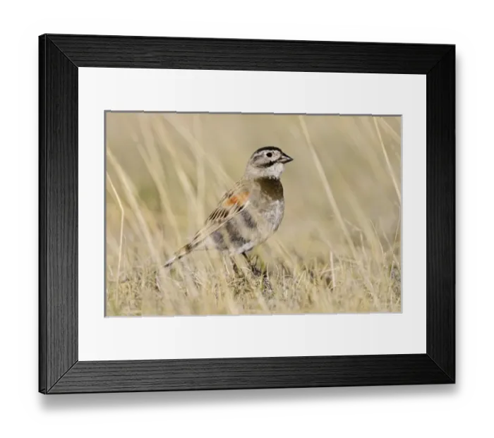 Framed Print : USA, North America, Colorado Framed Print : USA, North America, Colorado