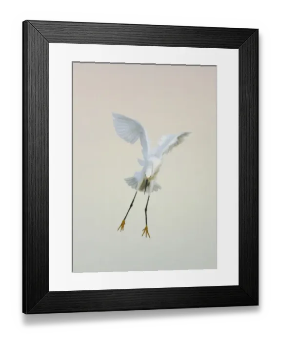 Framed Print : USA, Florida, Ft. Meyers Beach. Snowy egret landing at dawn with wings overhead