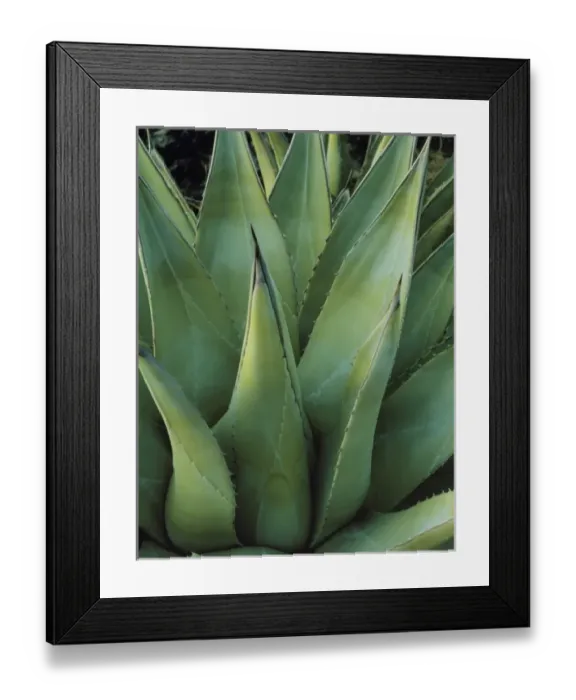 Framed Print : ANZA BORREGO DESERT STATE PARK, CALIFORNIA. USA. Agave, century plant (Agave parryi) Framed Print : ANZA BORREGO DESERT STATE PARK, CALIFORNIA. USA. Agave, century plant (Agave parryi)