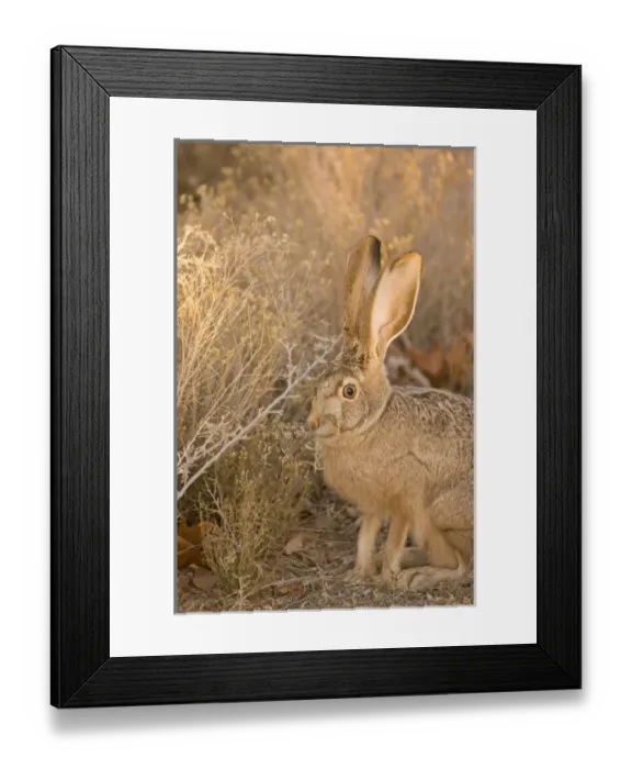Framed Print : USA, North America, Arizona