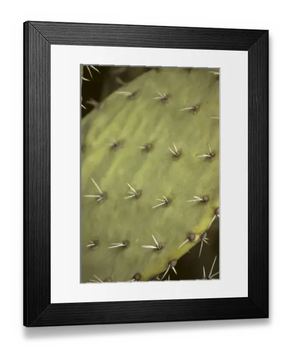 Framed Print : USA, Arizona, Tucson. Saguaro National Park (East). Prickly Pear Cactus Framed Print : USA, Arizona, Tucson. Saguaro National Park (East). Prickly Pear Cactus