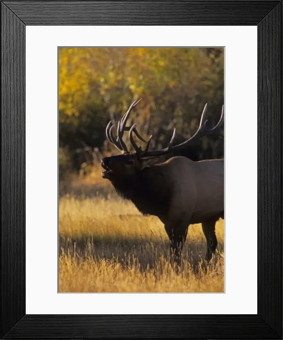 Framed Print : USA, Colorado, Rocky Mountain National Park. Bull elk bugling
