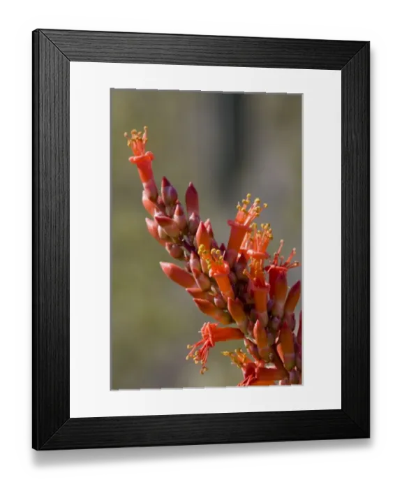 Framed Print : Ocotillo Cactus Flower, Fonquieria splendens, Sonoran Desert, High Desert Park, Bureau Framed Print : Ocotillo Cactus Flower, Fonquieria splendens, Sonoran Desert, High Desert Park, Bureau