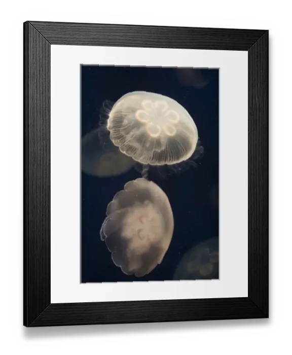 Framed Print : USA, North America, California Framed Print : USA, North America, California