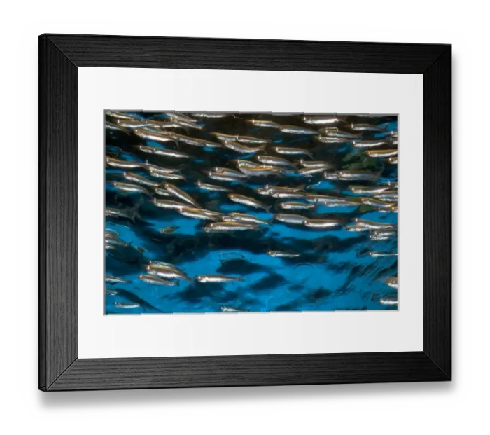Framed Print : Anchovy display at the Monterey Bay Aquarium in Monterey, California Framed Print : Anchovy display at the Monterey Bay Aquarium in Monterey, California