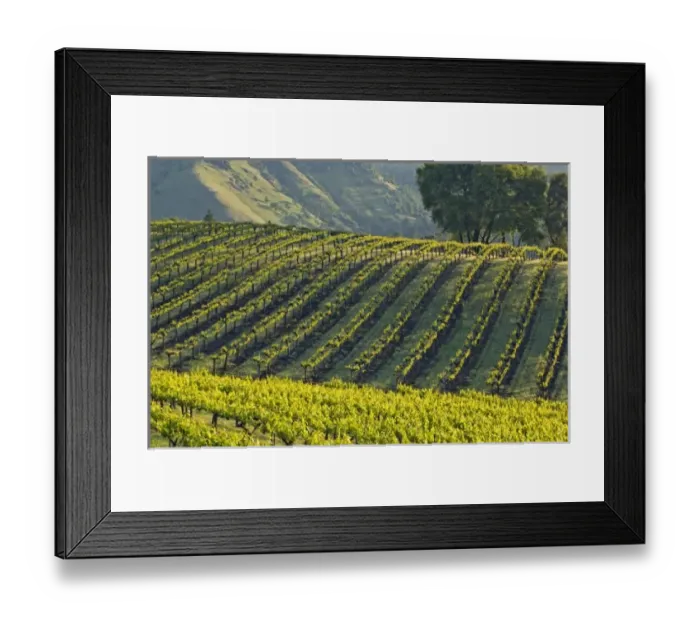 Framed Print : USA, North America, California