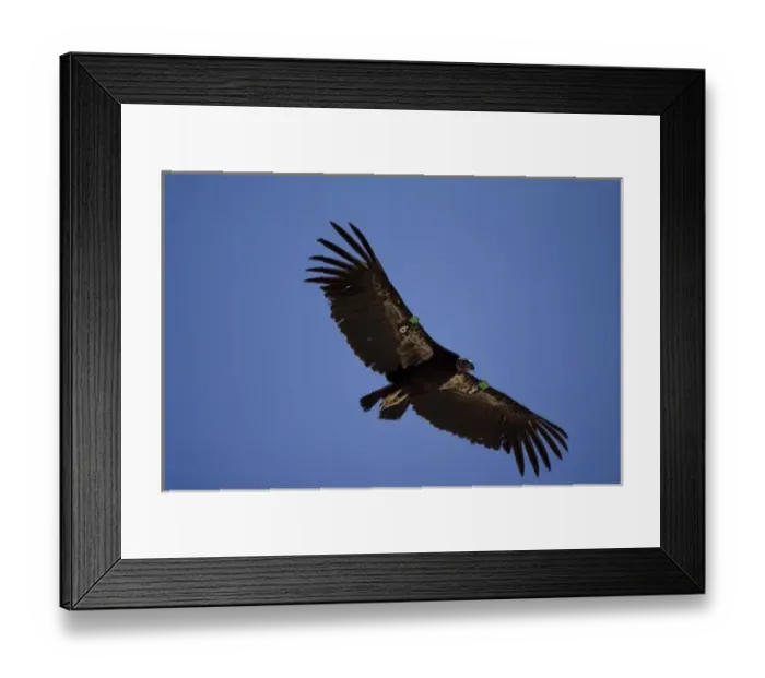 Framed Print : California Condor, Gymnogyps californianus, soaring overhead in Arizona, USA Framed Print : California Condor, Gymnogyps californianus, soaring overhead in Arizona, USA
