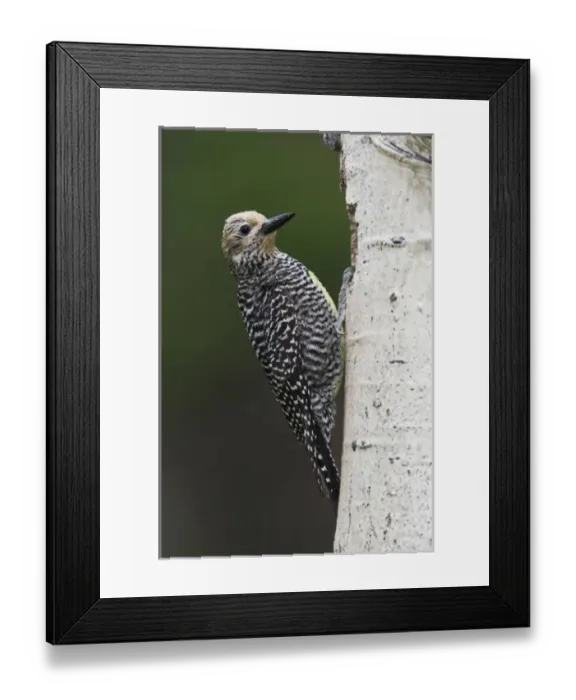 Framed Print : Williamsons Sapsucker, Sphyrapicus thyroideus, adult female at nesting cavity in aspen tree Framed Print : Williamsons Sapsucker, Sphyrapicus thyroideus, adult female at nesting cavity in aspen tree