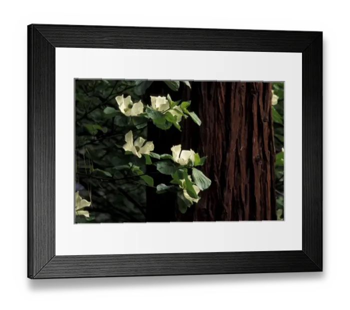 Framed Print : North America, USA, California, Yosemite National Park. Dogwood flowers Framed Print : North America, USA, California, Yosemite National Park. Dogwood flowers