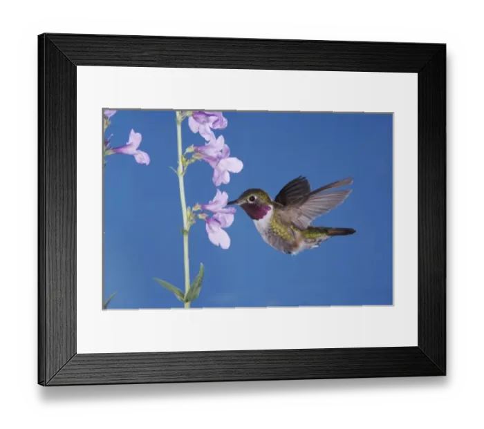 Framed Print : Broad-tailed Hummingbird, Selasphorus platycercus, male in flight feeding on Rocky Framed Print : Broad-tailed Hummingbird, Selasphorus platycercus, male in flight feeding on Rocky