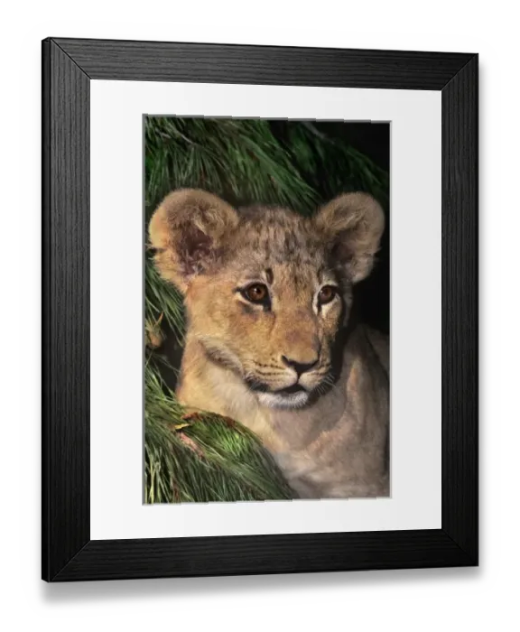Framed Print : USA, North America, California