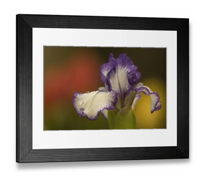 Framed Print : USA, DC, Washington, Franciscan Monastery, closeup of white and purple iris with red Framed Print : USA, DC, Washington, Franciscan Monastery, closeup of white and purple iris with red